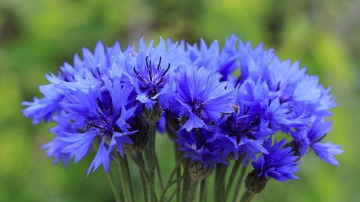 Trentino, il fiordaliso diventa specie protetta: 133 euro di multa per chi lo raccoglie in montagna