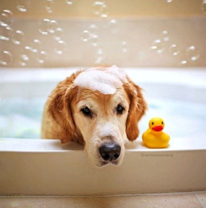 Le avventure di Champ, Golden Retriever fotogenico