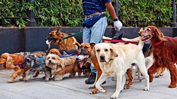 Il flop dell’albo regionale dei dog sitter: solo 8 registrati in tutto il Piemonte