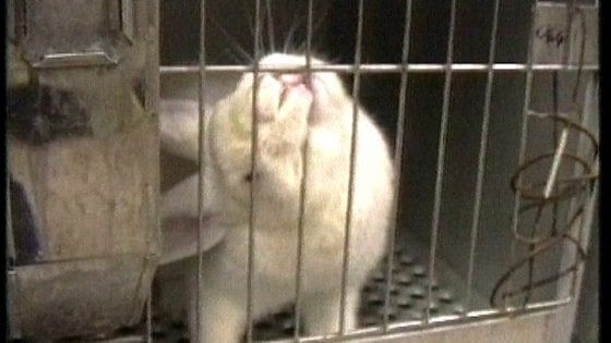 L'allarme della Lav: "In aumento gli animali sottoposti a sperimentazione"