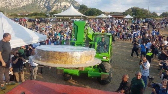 Il pecorino più grande del mondo è sardo, pesa quasi 600 chili