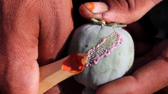  Stress, droga e ricette facili il boom Usa di oppiacei 
