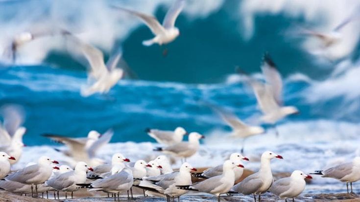 Maxxi, la bellezza della biodiversità nella mostra del National Geografic