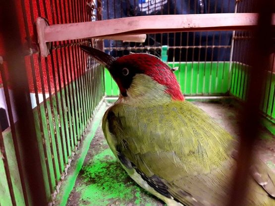 Woody Woodpecker, il picchio ferito trasferito al Frullone  