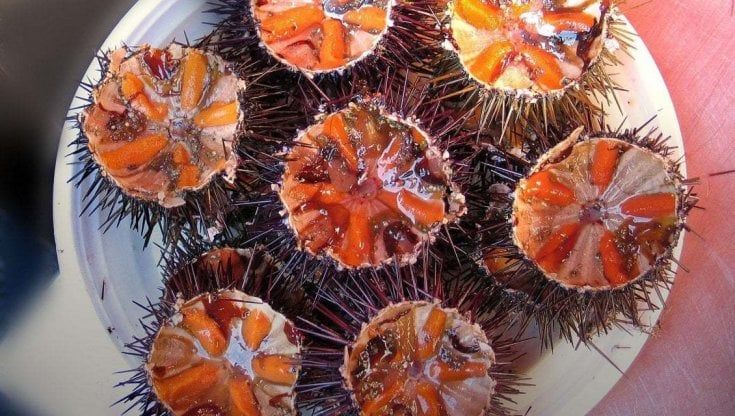 Stop ai ricci di mare, dal 5 maggio legge in vigore in Puglia: per i prossimi 3 anni solo prodotti importati (e certificati)