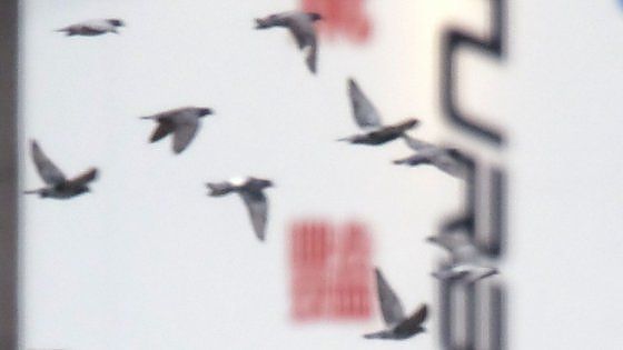 Gb, le colombe liberate per i matrimoni mettono a rischio l'eco-sistema