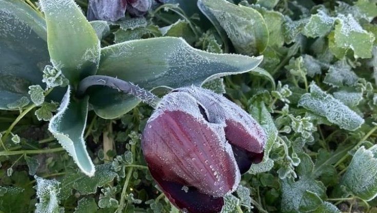 Il campo di tulipani distrutto da una gelata a Foggia: addio al sogno dei fiori in dono per gli ospedali