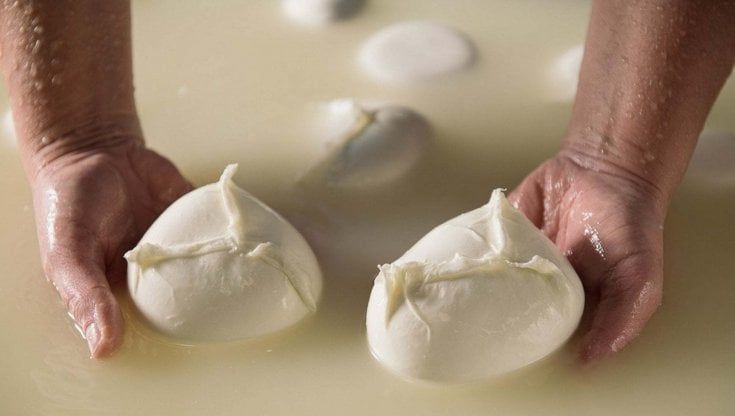 Dal cappellaio all'americano, ecco gli aspiranti casari della mozzarella di bufala Dop