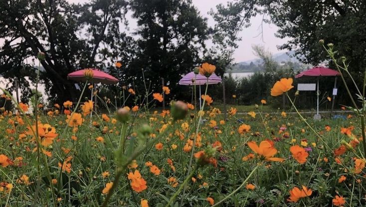 I fiori u-pick sono spuntati nel campo di Galbiate: e quest’anno si può prenotare anche l’angolo picnic