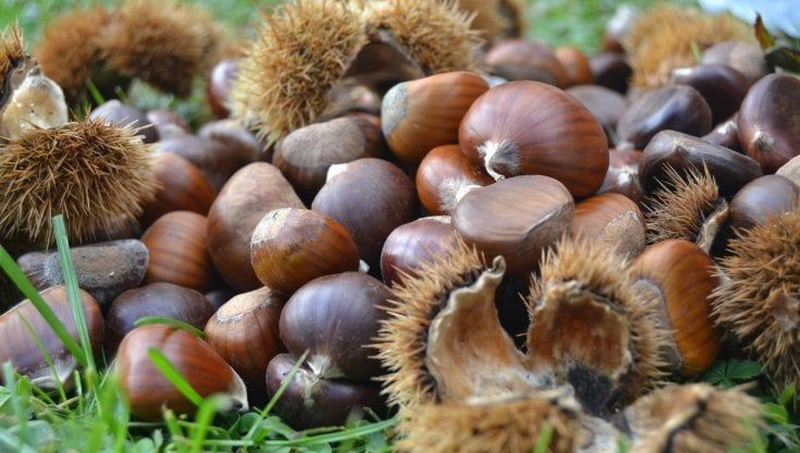 Ceci, castagne e pane nero: i sapori da scoprire lungo i cammini della Tuscia