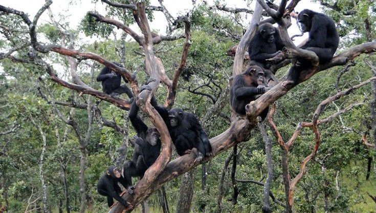 Tra amici, gli scimpanzé  si stringono la mano