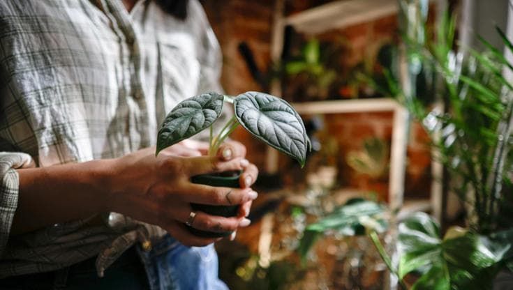 Alocasia, o pianta da orecchie di elefante: cura, coltivazione, varietà