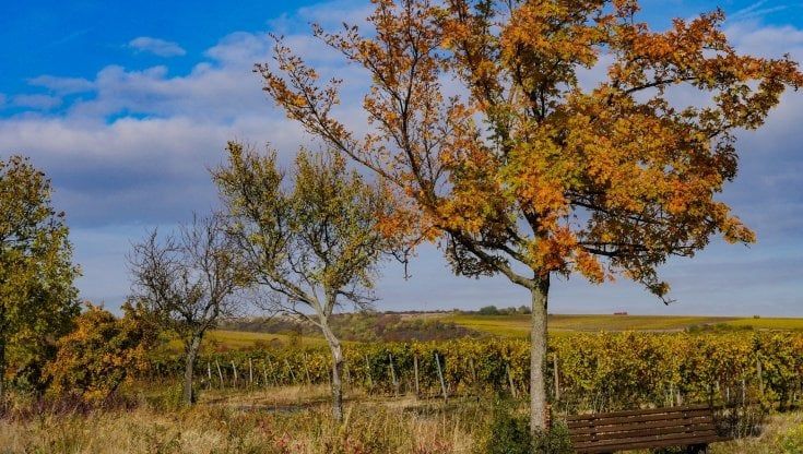 Lunga vita ai materiali ecologici: Italia e Slovenia lavorano per renderli più resistenti e longevi