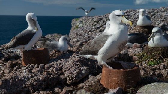 Sorpresa, agli albatros piacciono i nidi artificiali. "Nuove speranze per difendere la specie"