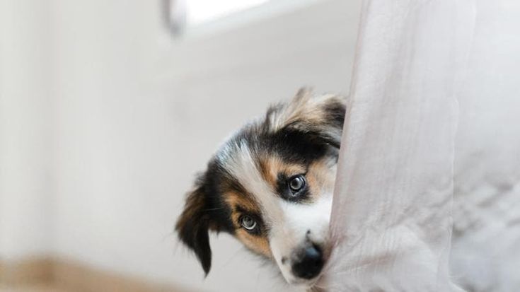 Dal cibo al veterinario: il caro vita colpisce anche gli animali domestici