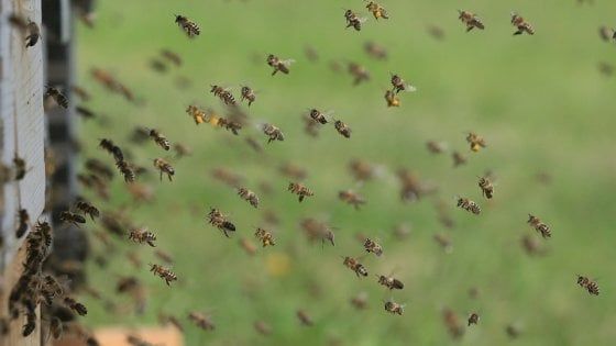 Api, vespe e calabroni: un pericolo che colpisce 5 milioni di italiani ogni anno