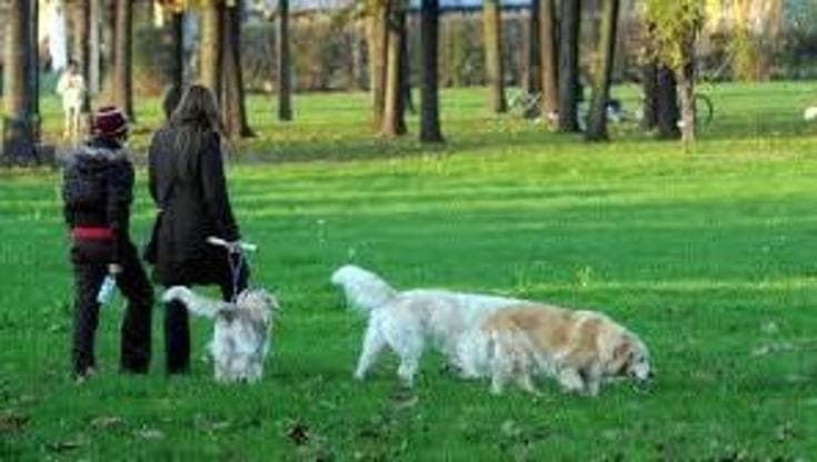 Cane senza guinzaglio fece cadere una donna: proprietaria condannata a 22mila euro di risarcimento