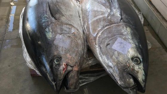 Bari, tonno sequestrato e donato in beneficenza a 600 'clienti' del supermercato solidale