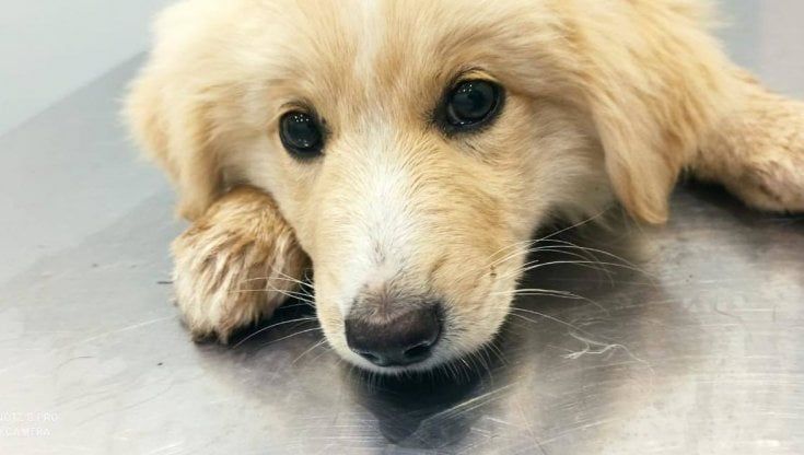 Cagnolina avvelenata con l'antigelo, il sindaco di Fontevivo: "Comune sarà parte civile"