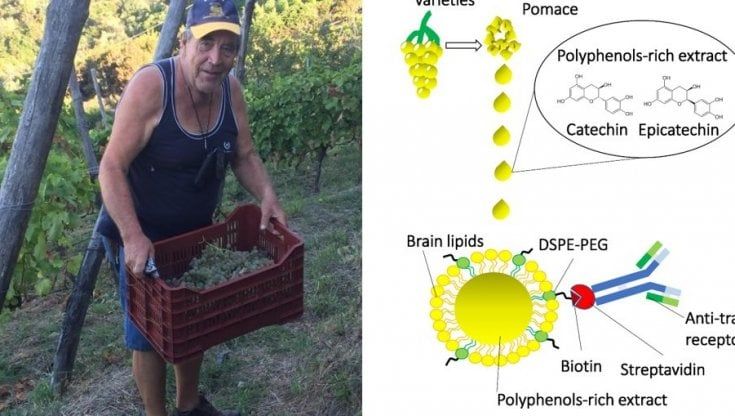 Dalle vinacce delle Cinque Terre una possibile cura per il Parkinson