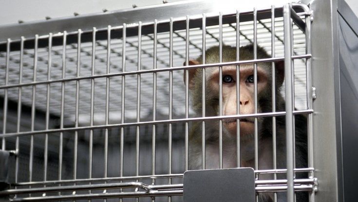 Sperimentazioni sui macachi, il Consiglio di stato dà ragione ai ricercatori. Bocciato il ricorso della Lav