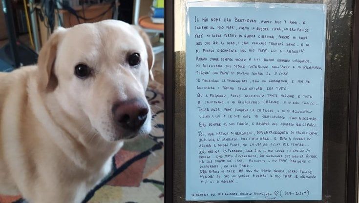 Addio a Beethoven, il labrador avvelenato: "Chi l'ha fatto è qualcuno che non sa amare"