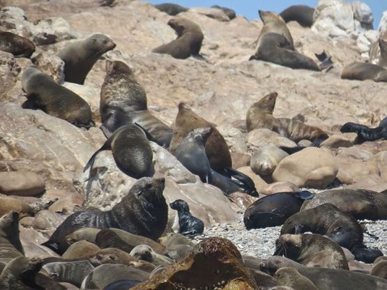 A Gansbaai il primo centro di recupero dei pinguini africani