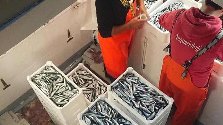 Gasolio alle stelle, pesca in crisi: orari anticipati per le acciughe,meno battute per lo spada