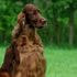 Crufts 2015: Jagger, il setter irlandese avvelenato