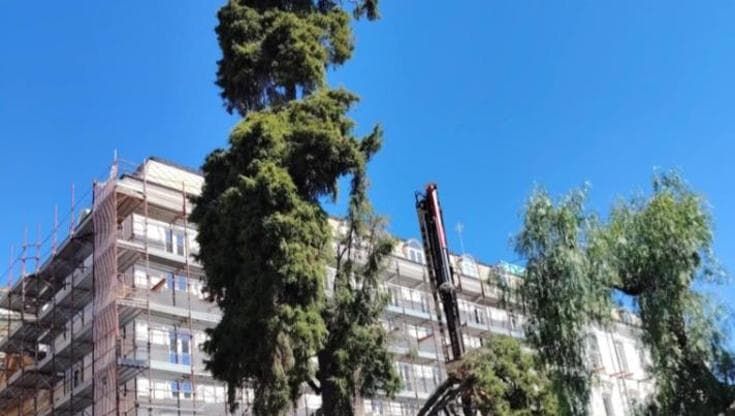 Sanremo, abbattuto un albero in un cantiere, blitz dei carabinieri forestali