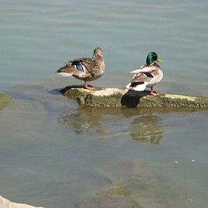 Entella, strage di animali nell'oasi
