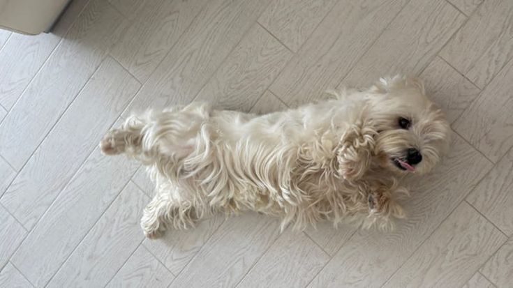 Focene, aggredita da tre pitbull mentre difende il suo cane: 27enne rischia di perdere un dito
