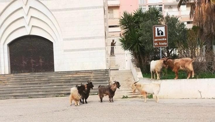 Stop all’abbattimento, il Tar salva le capre che vagano a Porto Empedocle