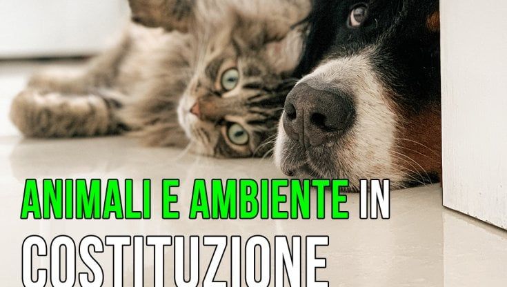 Tutela dell'ambiente in Costituzione, l'Oipa: "Proteggere gli animali è un segno di maturità e di coscienza giuridica"