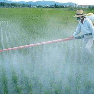 Pesticida glifosato, l'Autorità alimentare europea smentisce l'Oms : "Non è cancerogeno"