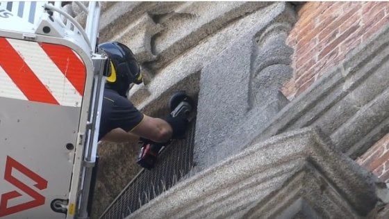 Varese, liberati due gheppi intrappolati nel campanile