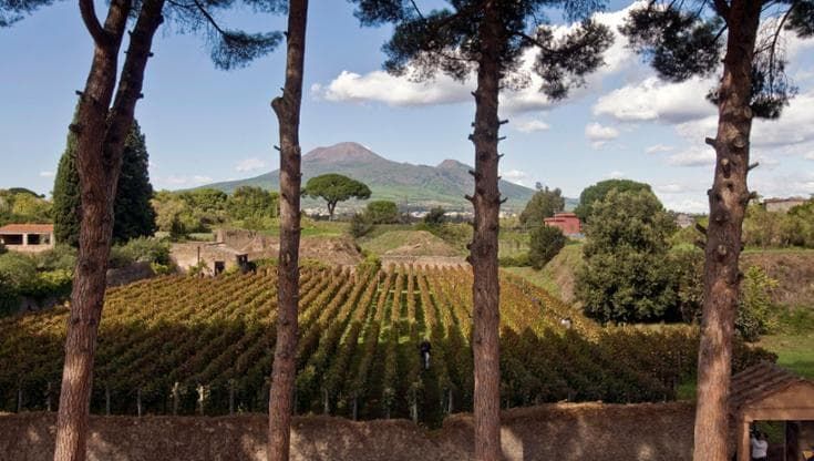 Quei vini baciati dal sole e resi unici dall’energia del Vesuvio