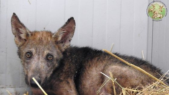 Geronimo, il cucciolo di lupo tornato libero è rimasto vittima di bracconaggio