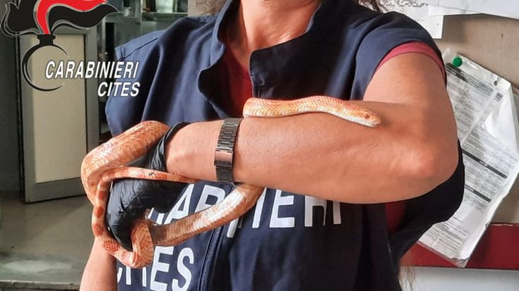 Santa Maria la Carità, serpente esotico abbandonato in strada