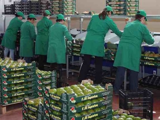 Lapietra, ecco i pomodori 2.0 <br />mix di hi-tech e ruralit&agrave; pugliese