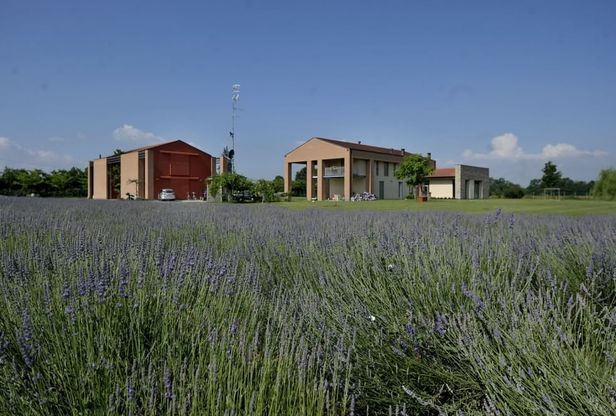 Quella Parma color lilla