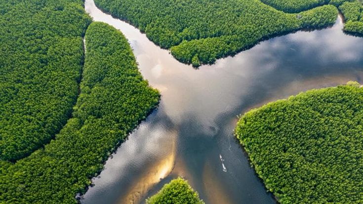 Perdita di biodiversità, Bcg: “Solo 1 impresa su 20 ha contrastato il fenomeno”
