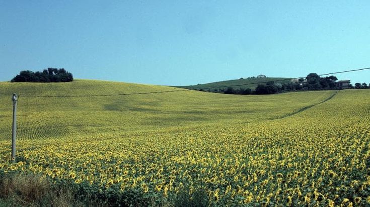 Agricoltura biologica in Lombardia: “Terreni raddoppiati in 10 anni”. Ma pesano rincari e incertezza