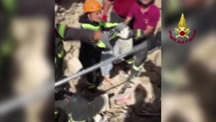 Terremoto: miracolo sotto le macerie, gatto salvato dopo 16 giorni