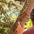 Botanical Soundscape, il “suono” delle piante diventa musica