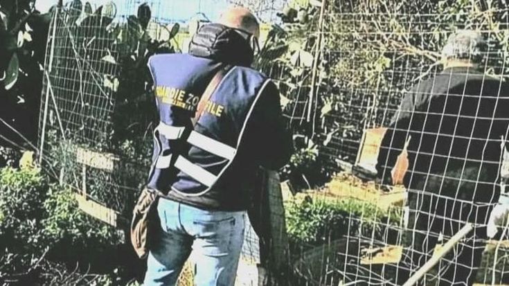Rinchiuso e ammalato, non si reggeva più sulle zampe: cane in salvo. Denunciato il proprietario