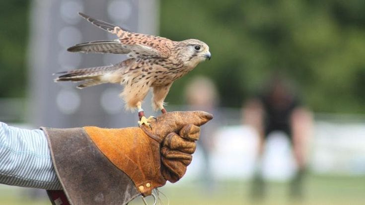 Viaggi: cresce il trend delle esperienze outdoor con gli animali