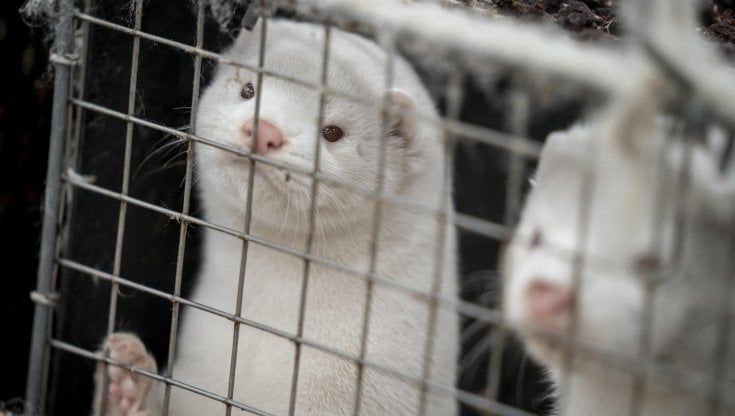L'allevamento di visoni condannato dal Covid: "Gli animali verranno abbattuti, persi 40 anni di lavoro"