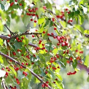 Cade mentre raccoglie le ciliegie dall'albero del suo giardino: morto 76enne nel Bresciano