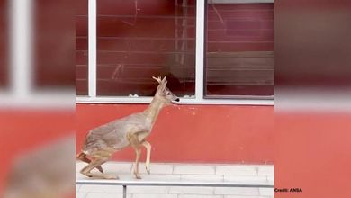 Bolzano, il giovane capriolo si perde e finisce nel cortile di un liceo durante la ricreazione